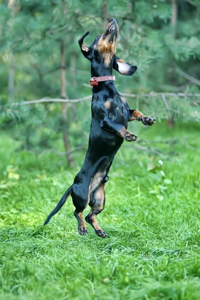 Salto cão Dachshund — Fotografia de Stock